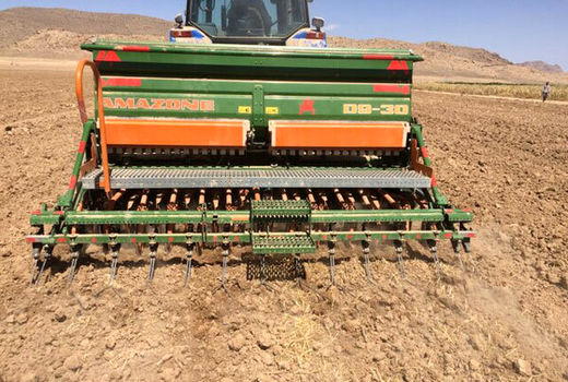 کشت کلزا در مزارع کشاورزی استان قزوین آغاز شد