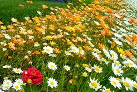 اجرای طرح توسعه گیاهان دارویی در ۲ هزار هکتار اراضی خراسان شمالی 