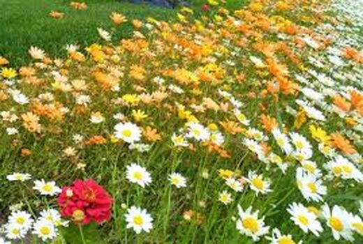 اجرای طرح توسعه گیاهان دارویی در ۲ هزار هکتار اراضی خراسان شمالی 