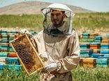 وجود ۱۰۹۶۲ کلونی زنبور عسل در شهرستان ملکشاهی