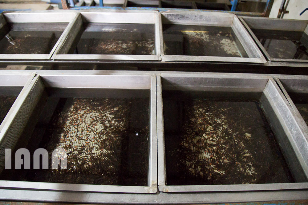 کشاورزی استان زنجان