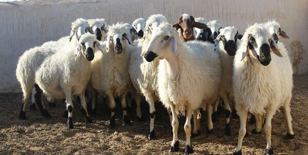 130 راس دام قاچاق در«کامیاران» کشف شد