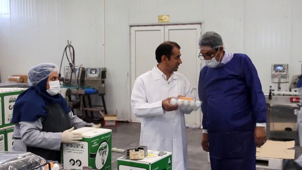 افزایش ۷۹ درصدی صادرات تخم‌مرغ خوراکی از آذربایجان شرقی به ۹ کشور