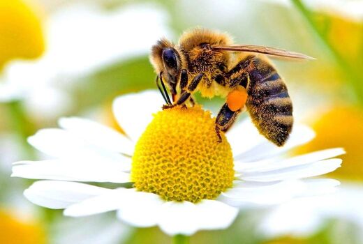 برگزاری سومین آیین روز جهانی زنبور عسل 31 اردیبهشت در تهران