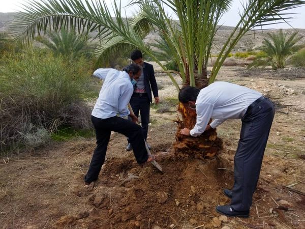 ردیابی آفت سرخرطومی حنایی به کمک شرکت‌های دانش‌بنیان