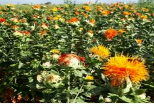 کشت پاییزه دانه های روغنی در ۳۰۰۰ هکتار از مزارع کشاورزی استان قزوین