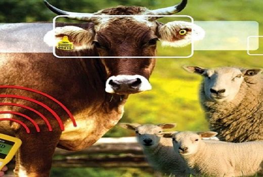 پلاک کوبی بیش از ۴۰۹ هزار راس دام سبک و سنگین در گیلان