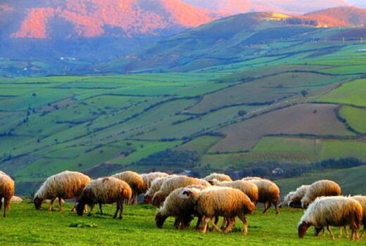 پروانه‌های چرای دام در مراتع استان سمنان دارای طرح اجرایی می‌شود