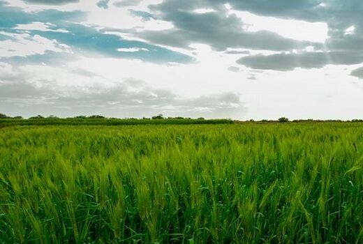 توسعه بسته افزایش عملکرد گندم در استان فارس