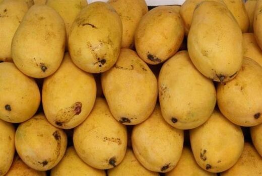 راه اندازی چهارمین مرکز قرنطینه گیاهی سیستان و بلوچستان در مرز ریمدان