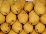 راه اندازی چهارمین مرکز قرنطینه گیاهی سیستان و بلوچستان در مرز ریمدان