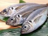 تولید بیش از 15 میلیون قطعه بچه ماهی قزل آلا در استان زنجان