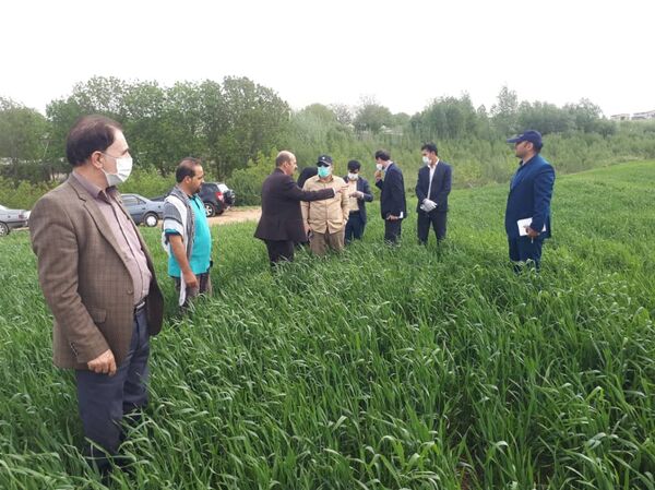 شهرستان دلفان مستعد برای تبدیل به قطب کشت ارقام اصلاح شده نخود و کشت مکانیزه نخود در کشور