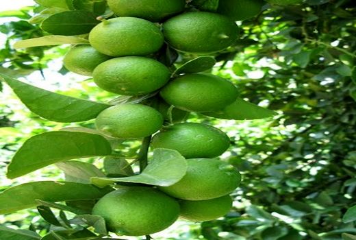 باغ های لیموترش کازرون آماده برداشت 