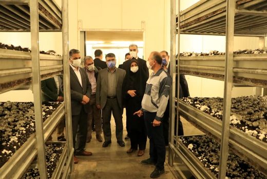 بازدید از یک واحد تولیدی قارچ خوراکی در آبیک 