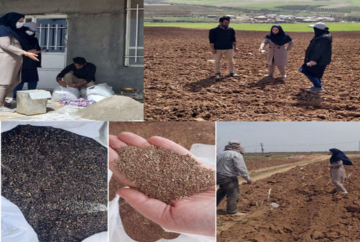 افزایش ۲برابری سطح زیرکشت گیاهان دارویی در مراغه