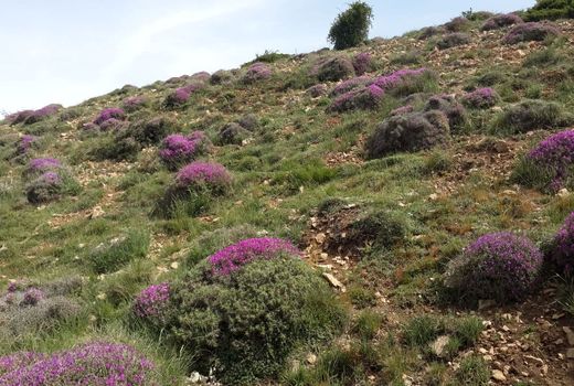 اجرای عملیات بذرپاشی و کپه کاری در سطح 131 هکتار حوضه چنداب شهرستان گرمسار 