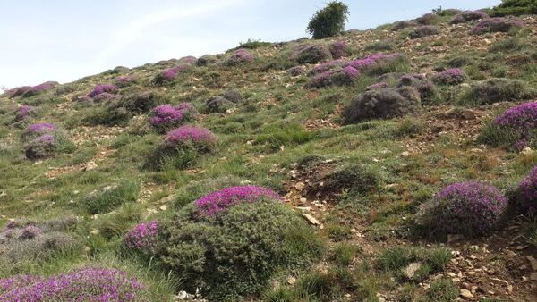اجرای عملیات بذرپاشی و کپه کاری در سطح 131 هکتار حوضه چنداب شهرستان گرمسار 