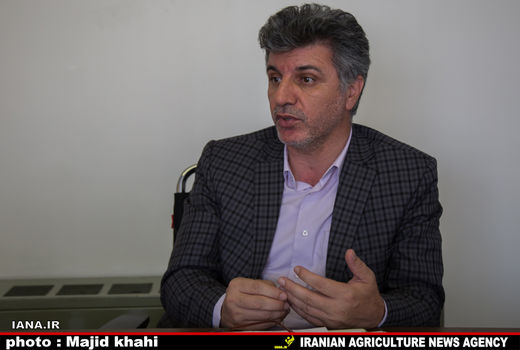 کشت پنبه جایگزین برنج در استان گلستان