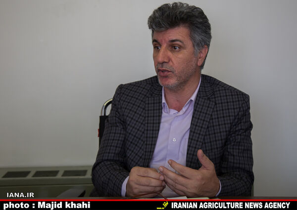 کشت پنبه جایگزین برنج در استان گلستان