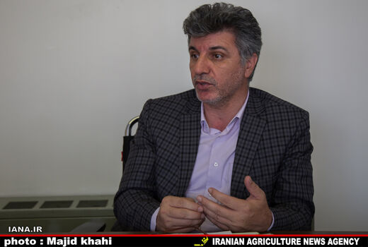 کشت پنبه جایگزین برنج در استان گلستان