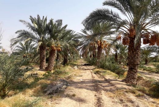 برداشت خرما در شهرستان مهران آغاز شد