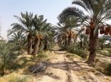 برداشت خرما در شهرستان مهران آغاز شد