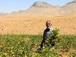 برداشت حبوبات در چهارمحال و بختیاری