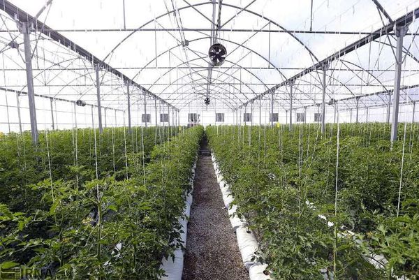 پیشرفت‌های چشمگیر نهضت گلخانه‌ای استان خراسان جنوبی