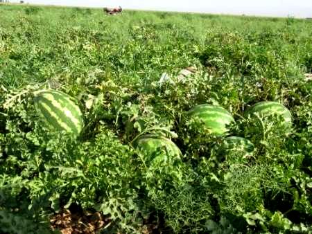  برداشت هندوانه از مزارع شهرستان ارزوئیه