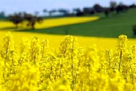  کاهش واردات روغن با کشت دانه کلزا