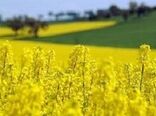  کاهش واردات روغن با کشت دانه کلزا