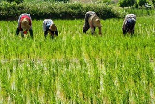 آغاز کشت نشا برنج در شالیزارهای شهرستان قزوین