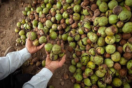 کرم خراطین سبب افت گردوی دهاقان شد