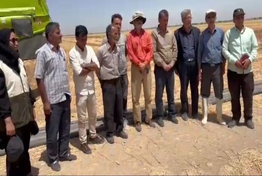 اجرای عملیات کیل گیری از مزارع گندم آبی شهرستان بوئین زهرا