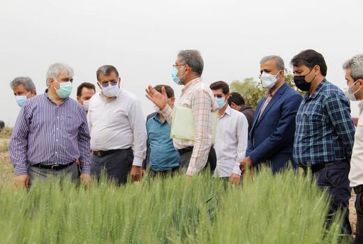 وضعیت مطلوب مزارع گندم، کلزا و چغندرقند در خوزستان
