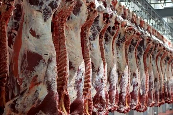 کاهش قیمت گوشت قرمز در بوشهر/ مرغ به اندازی کافی ذخیرهسازی شد