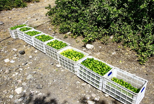 برداشت ۱۰۰ هزار تن لیموترش از باغات هرمزگان