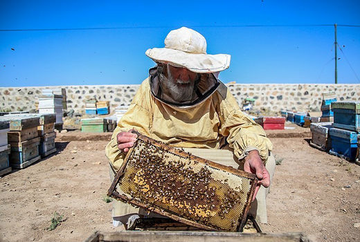 برند سازی عسل ضروری است