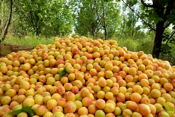 برداشت زردآلو در سیستان وبلوچستان آغاز شد