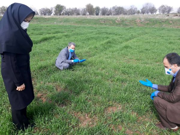 زارعین میاندوآبی برای سمپاسی مزارع گندم علیه آفت سن اقدام کنند