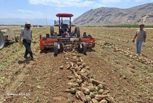 9 هزار تن چغندرقند پاییزه از مزارع فسا برداشت شد