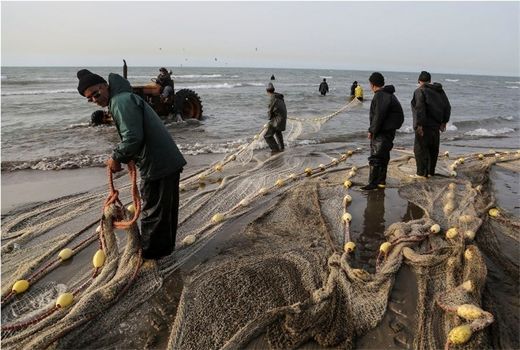 ممنوعیت صید تجاری ماهیان خاویاری در خزر تمدید شد