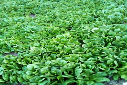 توسعه کشت محصول کاهو در میاندوآب با رویکرد تغییر الگوی کشت 