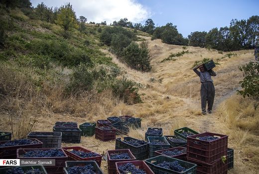 تولید 141 هزار تن انگور در کردستان/ جایگاه دوم کشوری کردستان در تولید انگور دیم