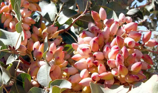 اجرای طرح ایران گپ در باغ های پسته استان فارس