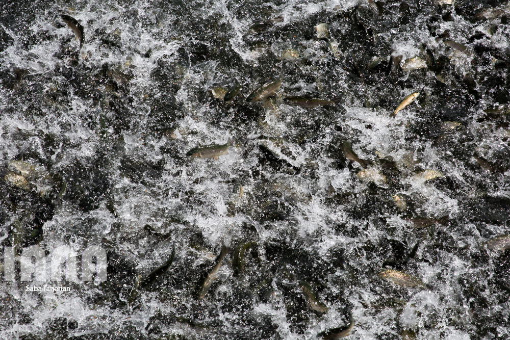 مزرعه ماهی و علوفه