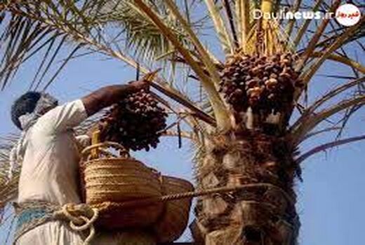 اعتلای بخش کشاورزی خرمشهر با برنامه‌های آموزشی