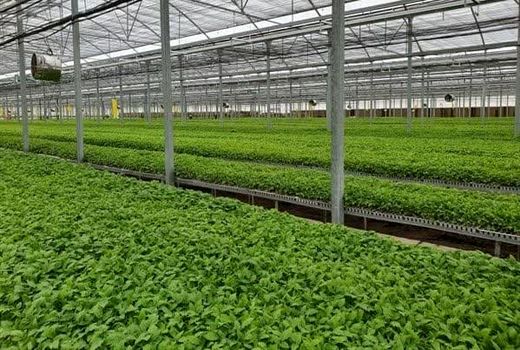 تولید 94 میلیون نشاء صیفی در بیضا