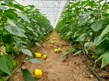 ایجاد ۴۰ هکتار گلخانه در سال ابتدایی دولت سیزدهم